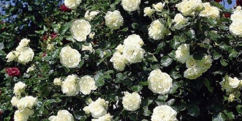 Ruža penjačica schneewalzer (schneewalzer): fotografija i opis, recenzije